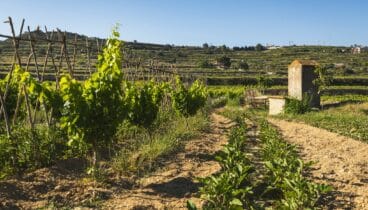 Seis ediciones limitadas de vino