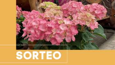 Sorteo Montgo Verd publi