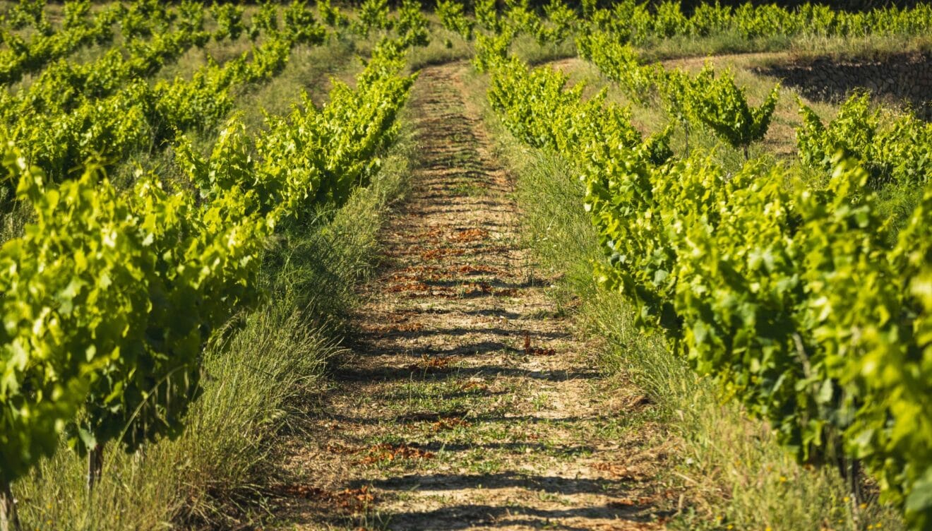 Viñas viejas de más de 60 años