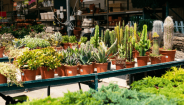 Vivero con stock seleccionado para distintos climas
