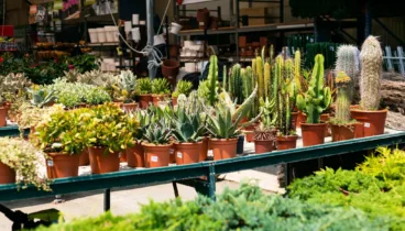 Vivero con stock seleccionado para distintos climas