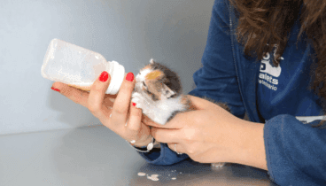 Amor y cuidado para los felinos más pequeños