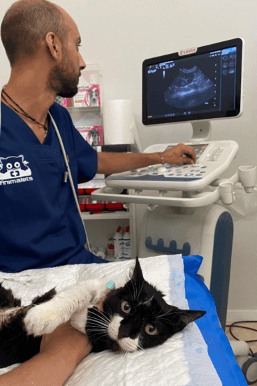 Tu mascota en las mejores manos