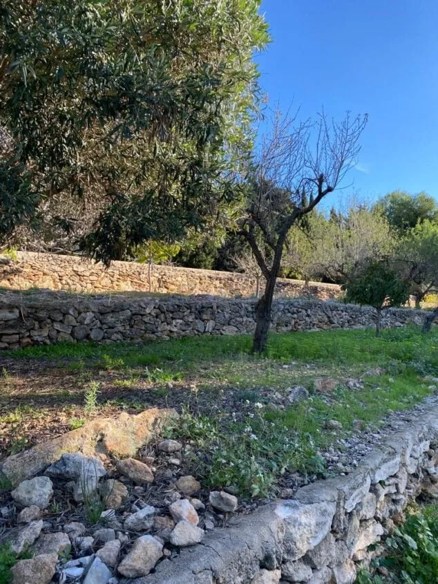 Imagen: Bancales del Portichol | Foto José Font Caballero