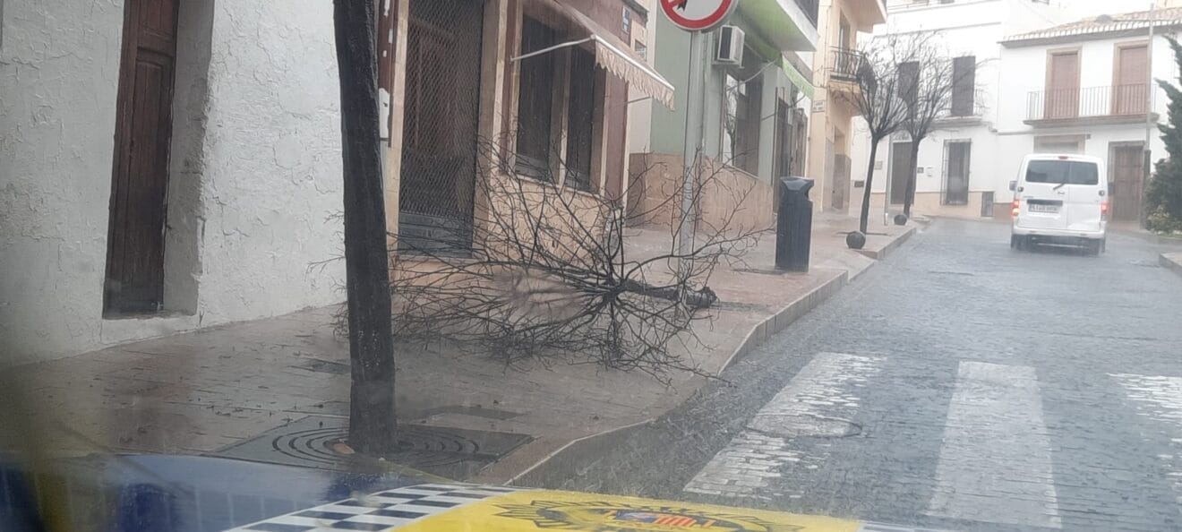 rbol caído en Ronda Norte