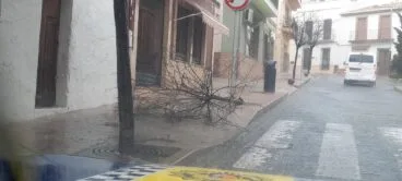 rbol caído en Ronda Norte