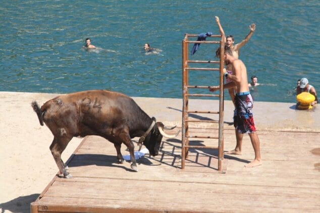 Imagen: Sesión taurina de Bous a la Mar Xàbia 2023