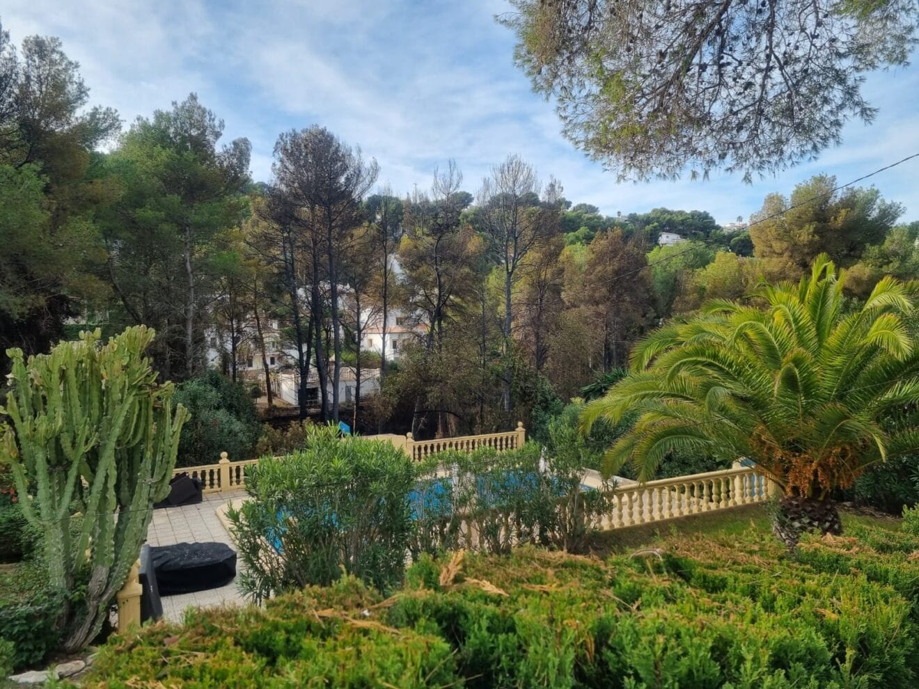 rboles calcinados a causa del incendio del Tossalet