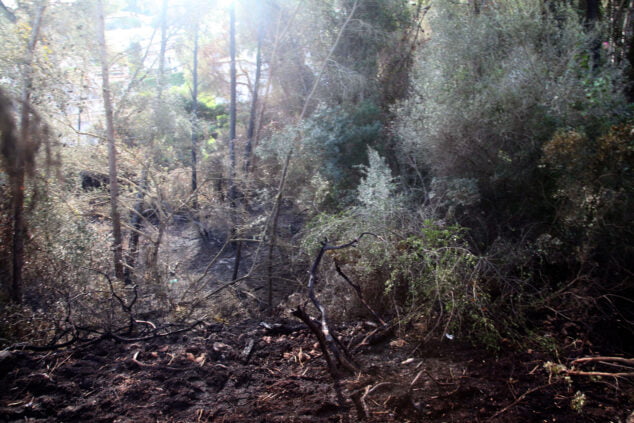 Imagen: Zona boscosa del Tossalet de Xàbia afectada por el incendio