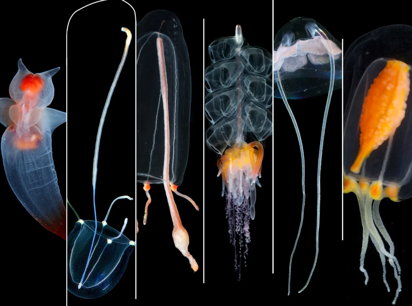 Charla sobre medusas en Xàbia