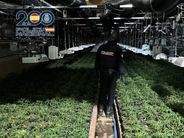 Imagen: Incautan más de 6.000 plantas de marihuana en el interior de una nave industrial
