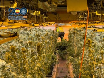 Macroplantació de marihuana indoor a la província d'Alacant