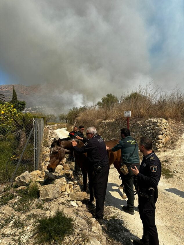 Imagen: Cuerpos de Seguridad logran controlar a un caballo asustado por el incendio | Foto PLX