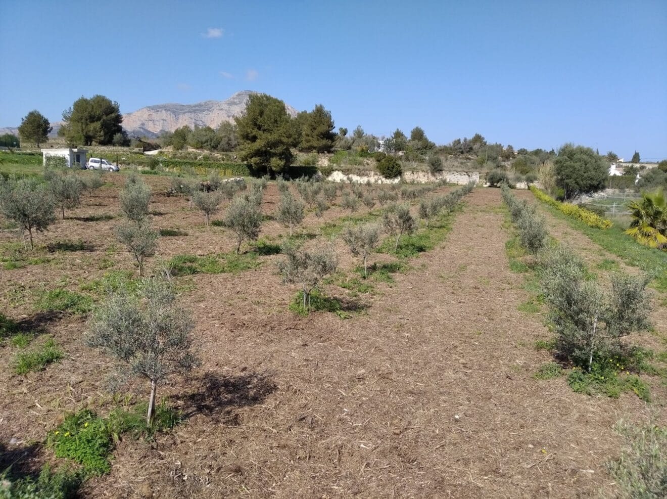 La concejalía de Dinamización Económica y la Xarxa Agrícola inician en Xàbia el proyecto “Banco de Tierras” para recuperar los campos de cultivo