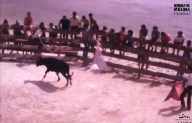 Imagen: Toros en la Cala de la Barraca