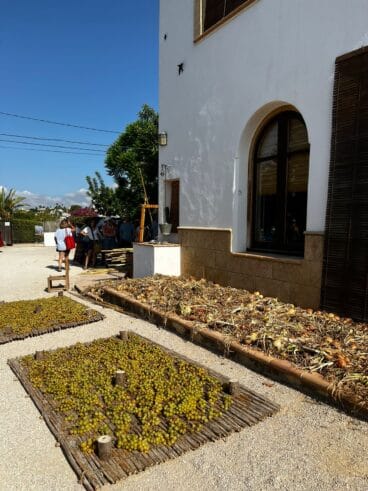 L’escaldà de la pansa a Xàbia | Foto Olimpia Bas