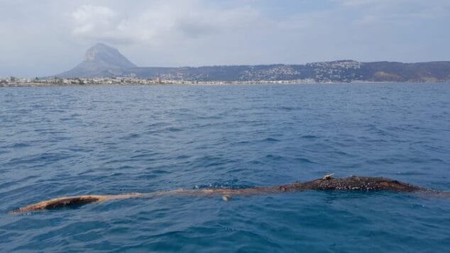 Imagen: Tronco a la deriva en la bahia de Xàbia