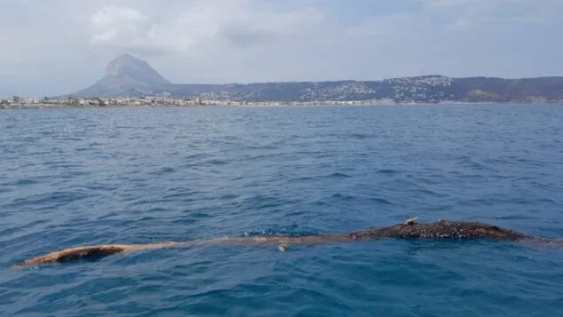 Imagen: Tronco a la deriva en la bahia de Xàbia