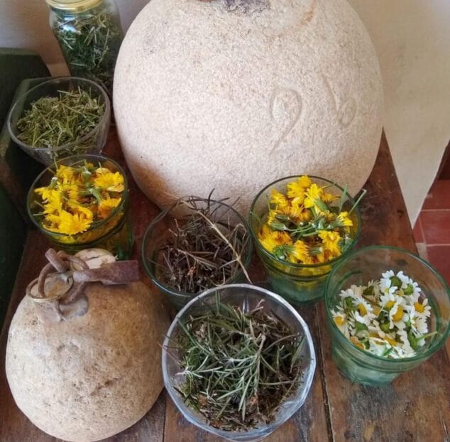 Imagen: Plantas silvestres, cosecha de una de las rutas | Foto @endemicanatura