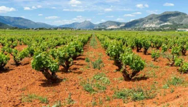 Descubre la tradición vinícola de Xaló en esta bodega histórica