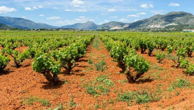 Imagen: Vall de Xaló Selecta Moscatel la esencia de la uva moscatel en su máxima expresión (1)