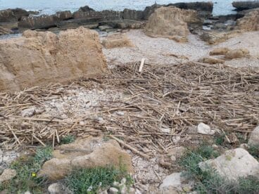 Restos de cañas del temporal en el Primer Montañar