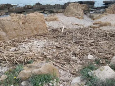 Restos de cañas del temporal en el Primer Montañar