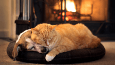 Cuidar a las mascotas en invierno no solo mejora su confort