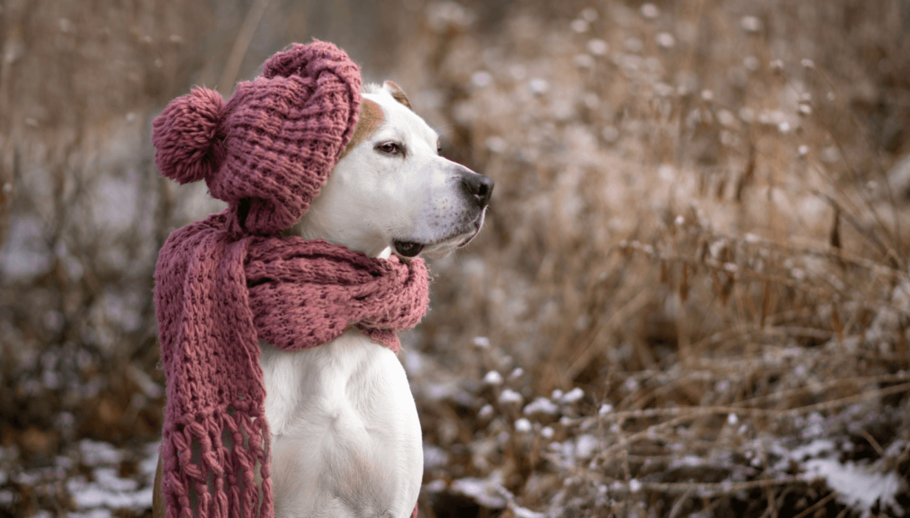 La guía definitiva para cuidar a tus mascotas en invierno