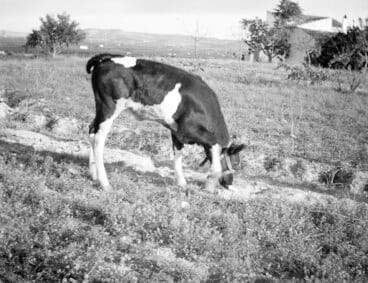 Panorámica del campo de Jávea | Foto Arxiu Municipal de Xàbia.