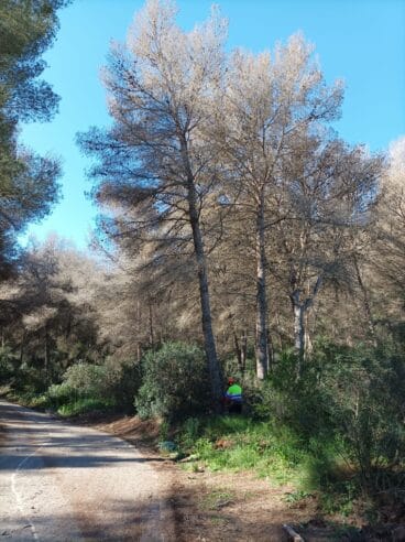 Xàbia inicia la tala de pinos secos para evitar riesgos mayores
