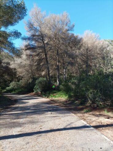Xàbia inicia la tala de pinos secos para evitar riesgos mayores