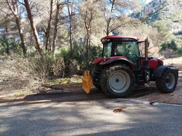 Imagen: Retirada de pinos secos talados en la zona de la Granadella