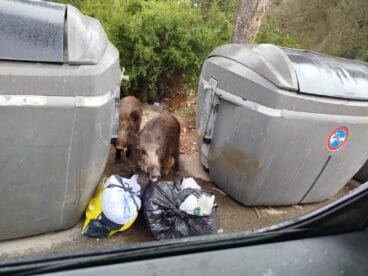 Jabalíes hurgando en los contenedores