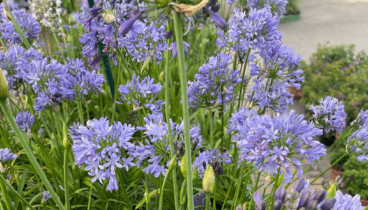 Es perfecto para borduras, macizos o incluso jardineras en terrazas
