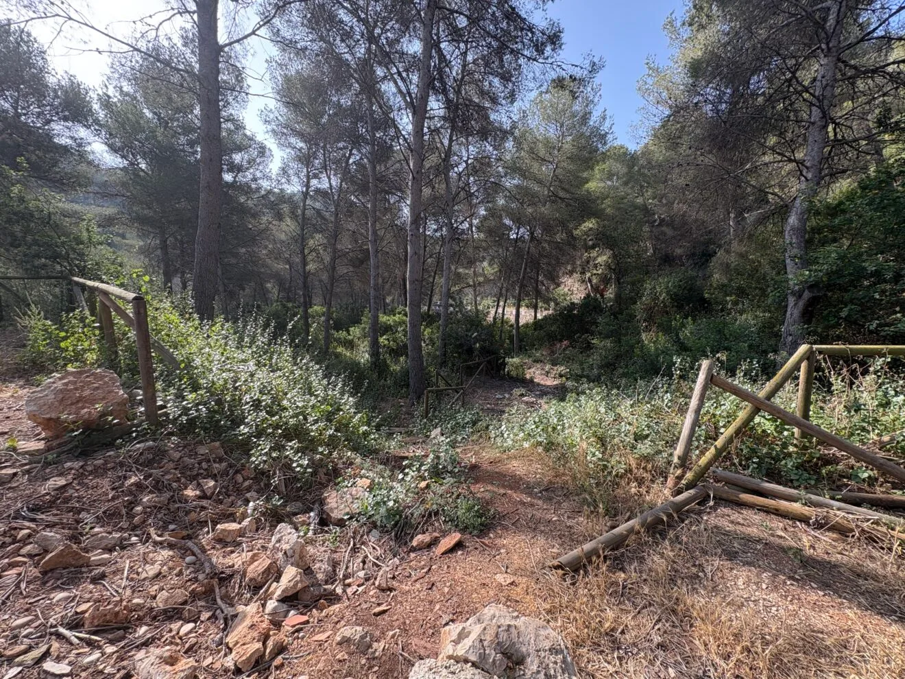 Sendero de la zona forestal a falta de adecuación