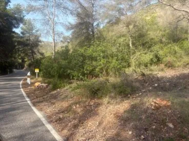 Talado de arbustos y árboles que invadían la carretera de la granadella