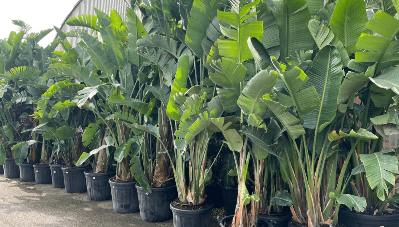 La Strelitzia Augusta es una de las plantas para el verano más recomendables