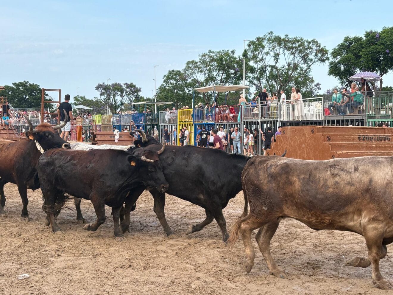 Sesión taurina Xàbia (1)
