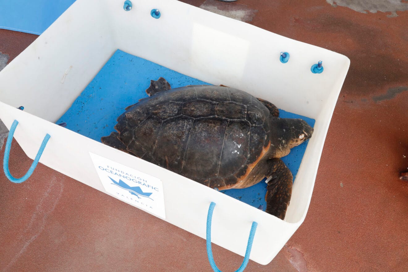 La tortuga 'Amadeu' es devuelta al mar