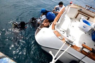 Suelta de especies marinas en Xàbia