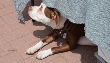 Cuida a tus mascotas controlando los horarios de las salidas y su alimentación