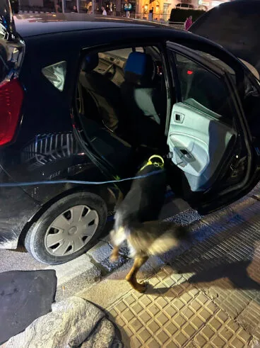 El agente canino Kosmo de Xàbia inspeccionando el coche