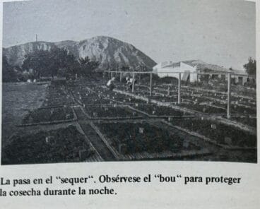 El comercio de la pasa en Xàbia. El ‘sequer’