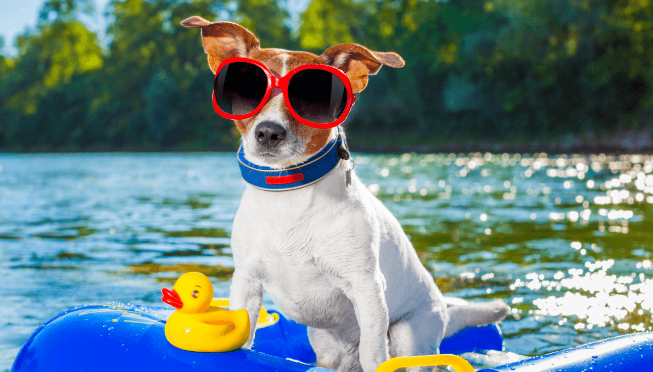 Protege a tus mascotas en verano con estos consejos clave para su bienestar