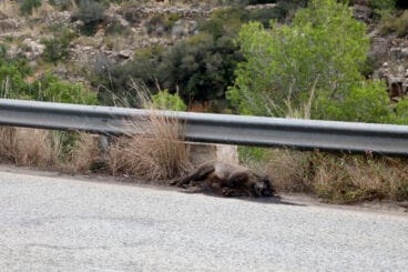 Jabalí muerto en la carretera de Les Planes