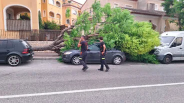 Protección Civil de Xàbia en el derrumbe del árbol sobre un coche