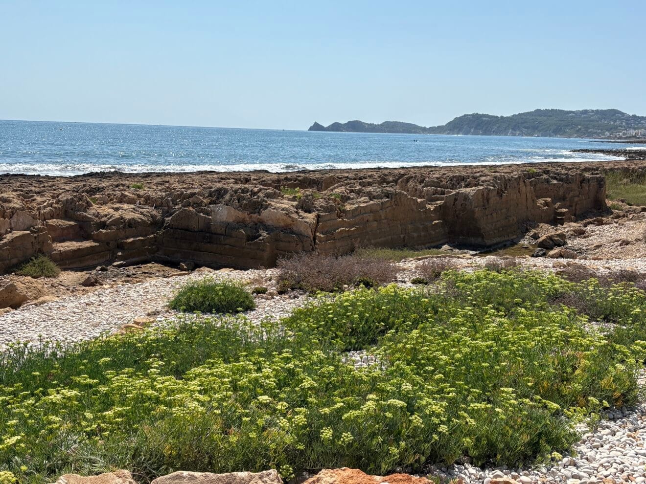 Una de las especies de flora del Primer Montañar de Xàbia que se integra en el proyecto visitable