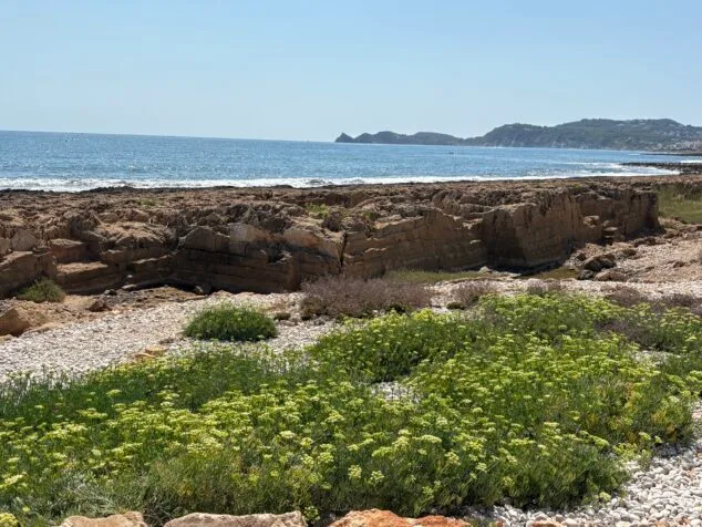 Imagen: Una de las especies de flora del Primer Montañar de Xàbia que se integra en el proyecto visitable