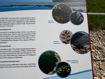 Proyecto de regeneración y visitable del Primer Montañar de Xàbia (38)